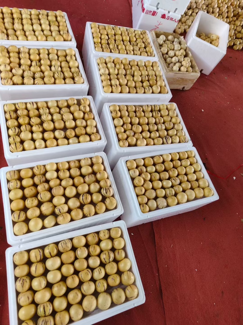 鲜源参果，石林风化石土地生长，清甜多汁，健康美味佳肴