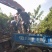 五角枫营养杯小苗荒山造林品质好产量高先挖现发保湿邮寄