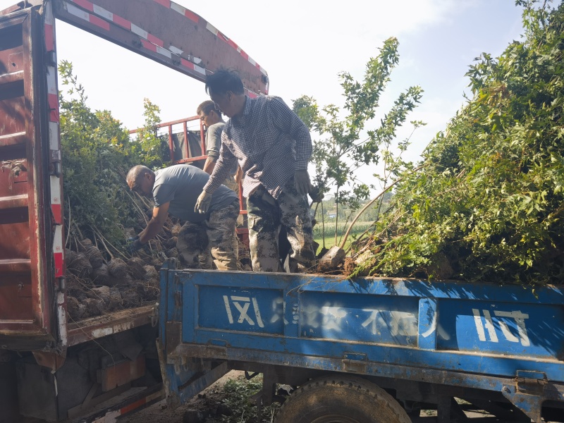 五角枫营养杯小苗荒山造林品质好产量高先挖现发保湿邮寄