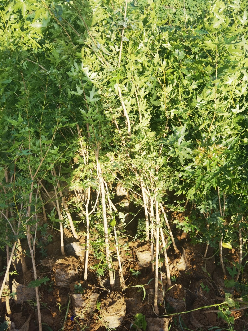 五角枫营养杯小苗荒山造林品质好产量高先挖现发保湿邮寄