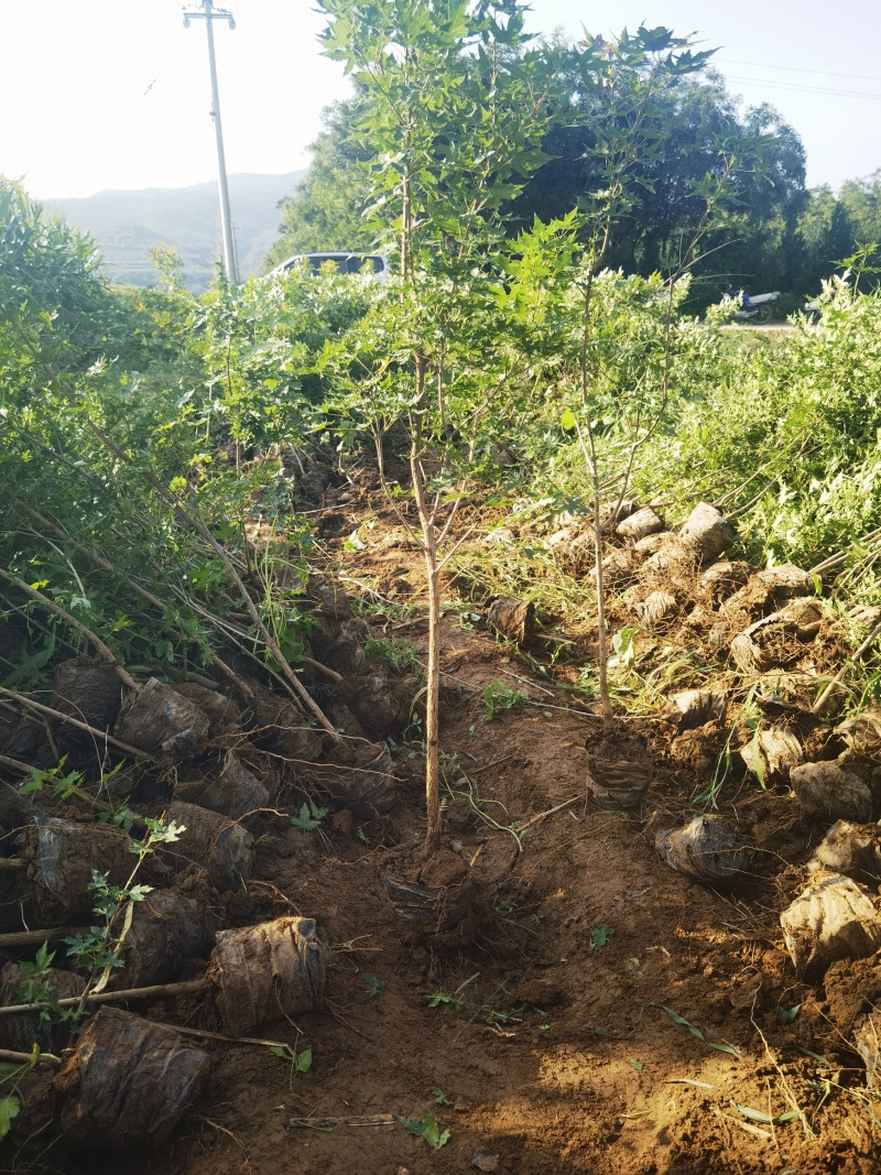 五角枫营养杯小苗荒山造林品质好产量高先挖现发保湿邮寄