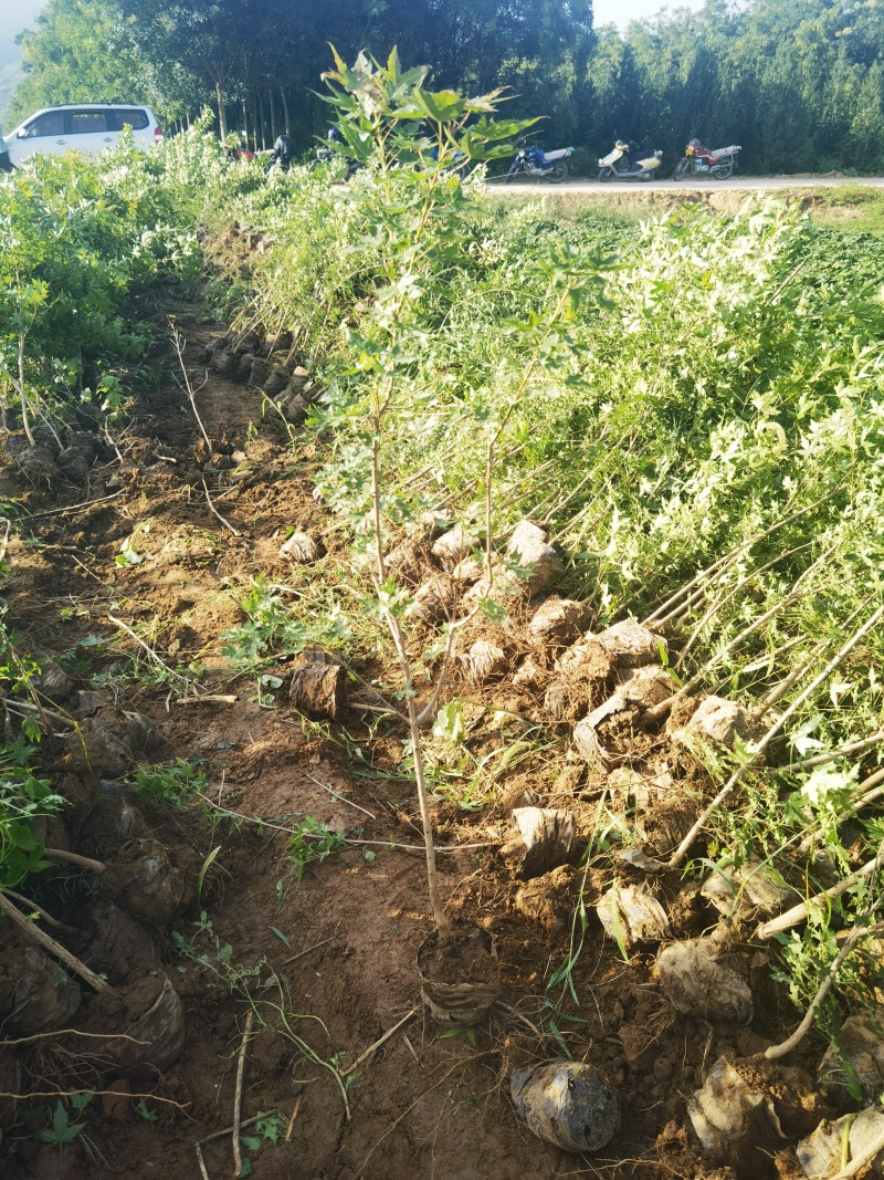 五角枫营养杯小苗荒山造林品质好产量高先挖现发保湿邮寄