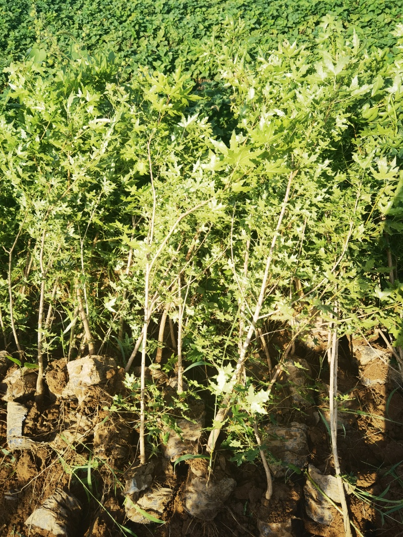 五角枫营养杯小苗荒山造林品质好产量高先挖现发保湿邮寄