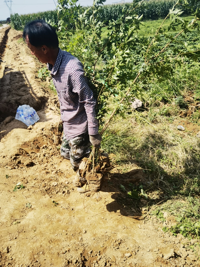 五角枫营养杯小苗荒山造林品质好产量高先挖现发保湿邮寄