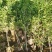 五角枫营养杯小苗荒山造林品质好产量高先挖现发保湿邮寄