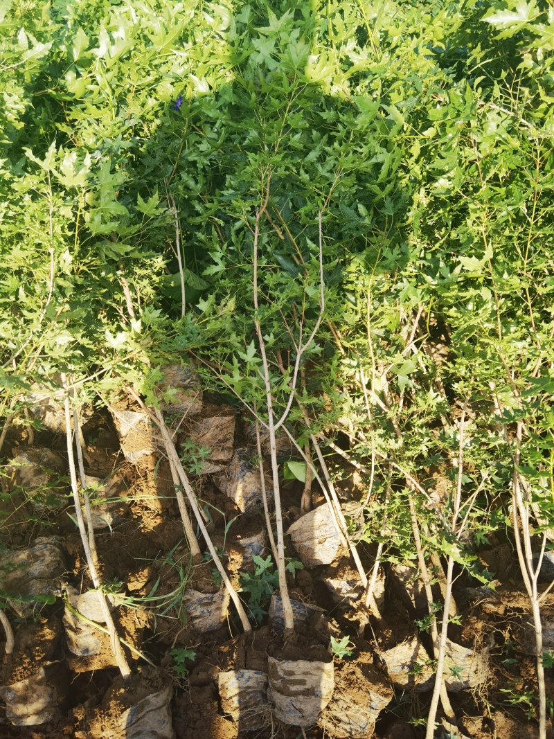 五角枫营养杯小苗荒山造林品质好产量高先挖现发保湿邮寄