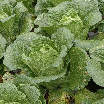 大量黄心大白菜上市0.7元/斤有需要的老板可以…
