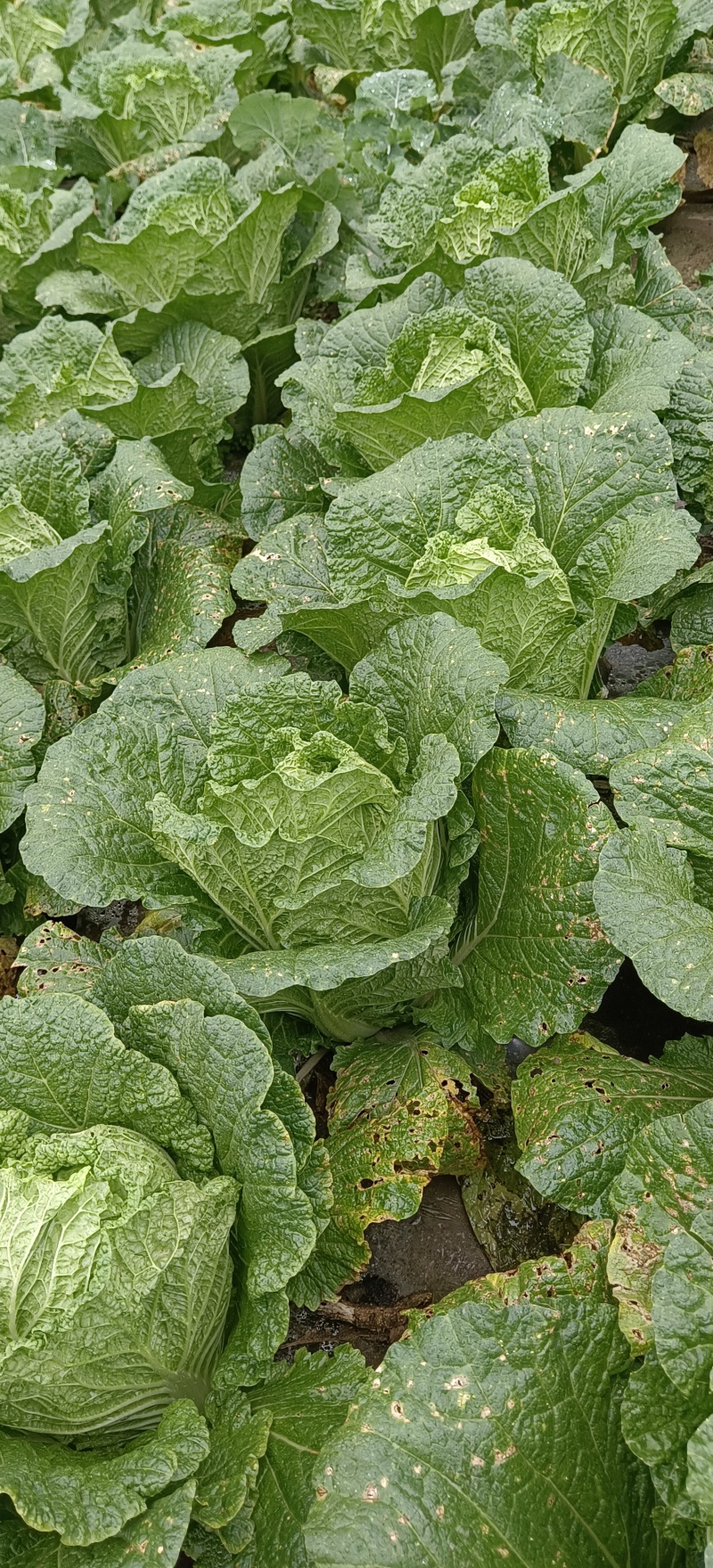 大量黄心大白菜上市0.7元/斤有需要的老板可以…