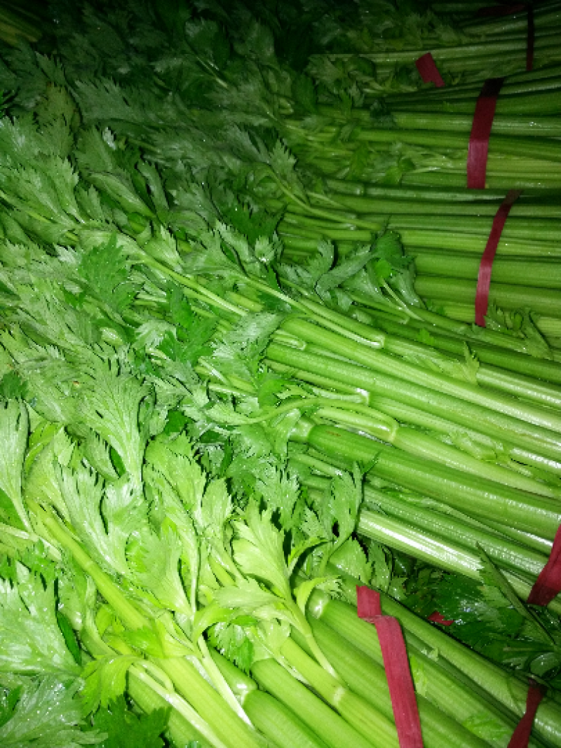 芹菜，现摘现发，田间鲜到舌尖，产地直销，生态种植