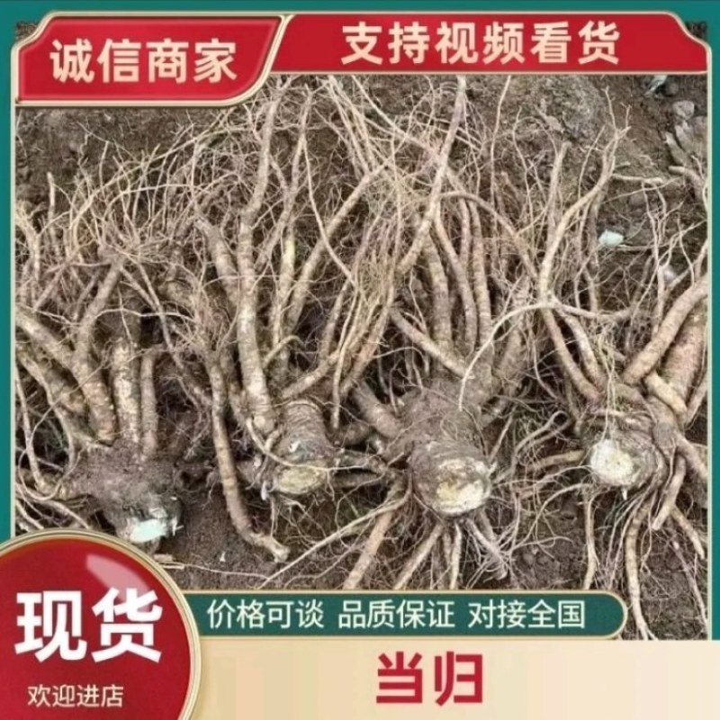 【精品】四川本地当归/甜当归/鲜当归/菜当归/规格齐全