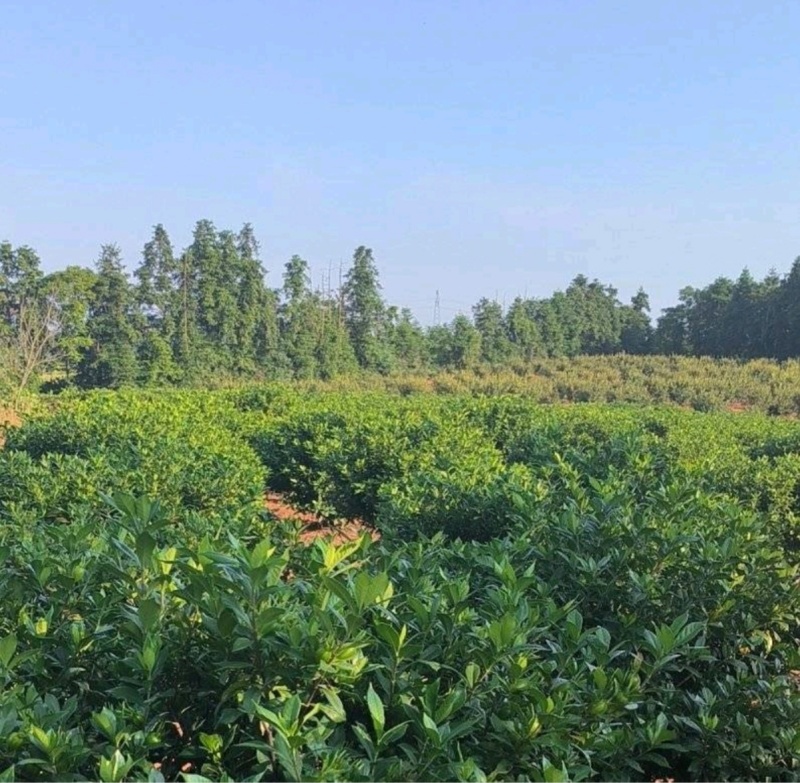 大量黄栀子，单果大，已转色，上万斤