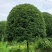 高杆桂花分枝点1.5m、1.8m，冠幅:3、3.5、4m