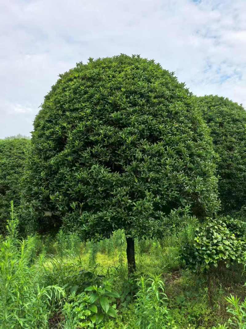 高杆桂花分枝点1.5m、1.8m，冠幅:3、3.5、4m