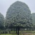 高杆桂花分枝点1.5m、1.8m，冠幅:3、3.5、4m
