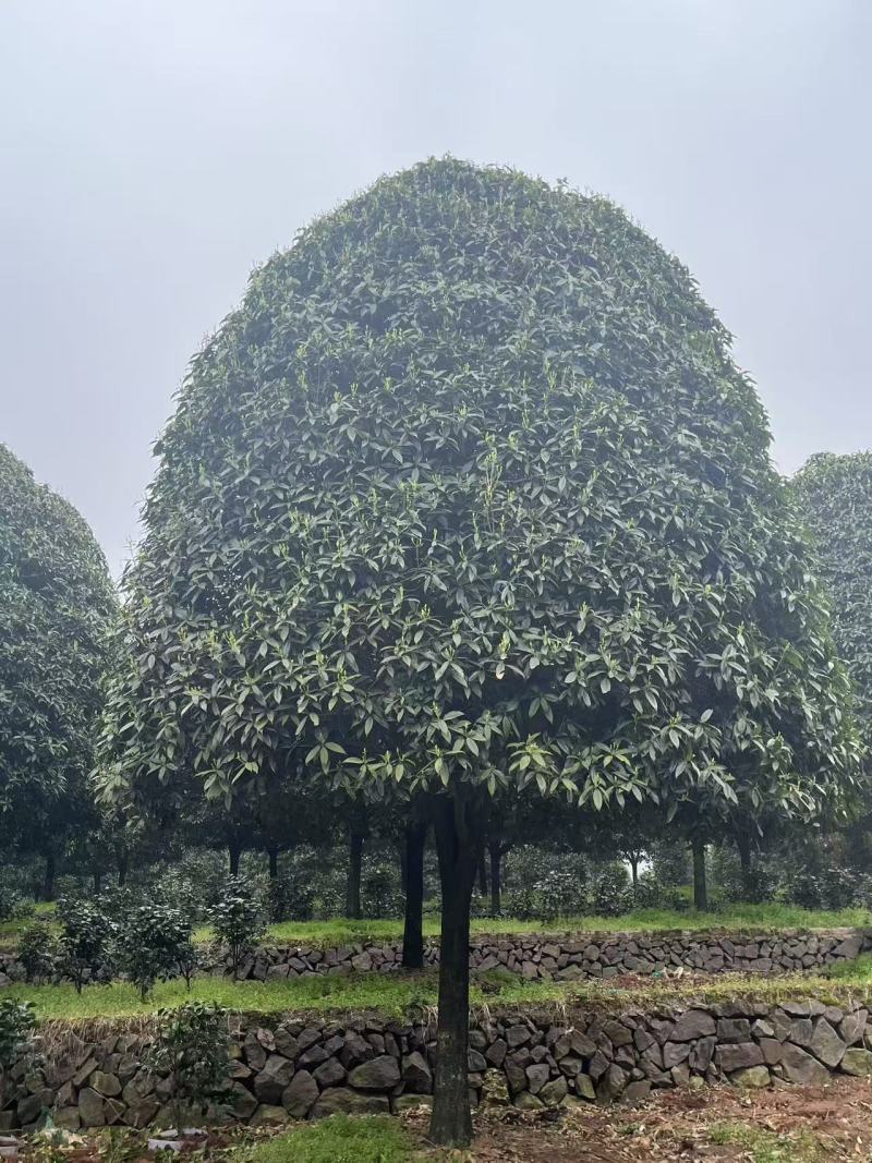 高杆桂花分枝点1.5m、1.8m，冠幅:3、3.5、4m
