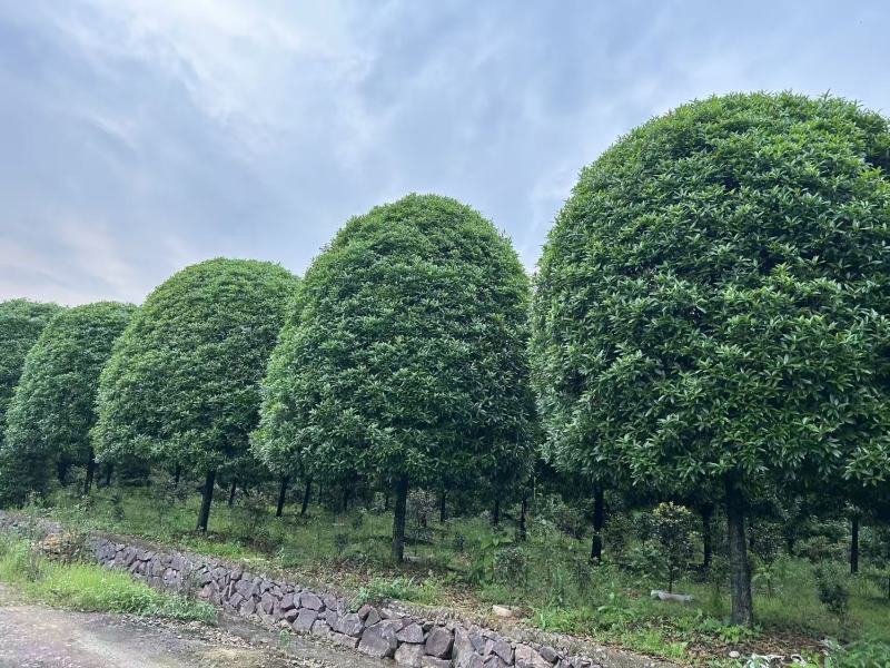 高杆桂花分枝点1.5m、1.8m，冠幅:3、3.5、4m