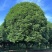 高杆桂花分枝点1.5m、1.8m，冠幅:3、3.5、4m