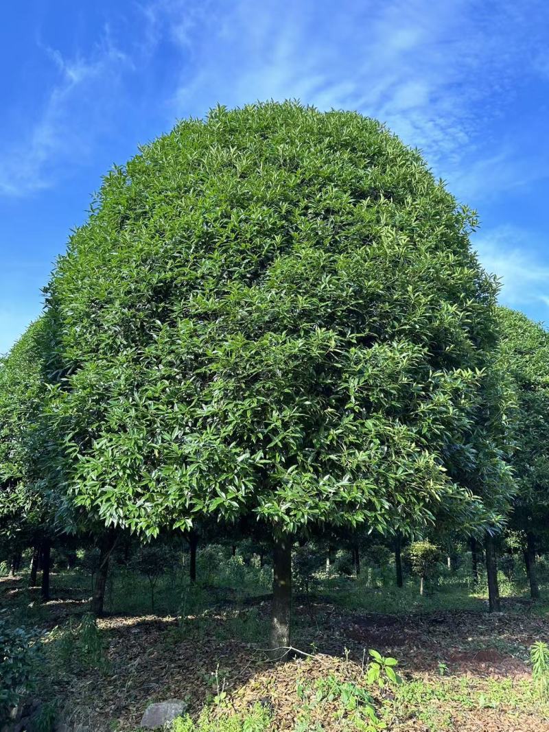 高杆桂花分枝点1.5m、1.8m，冠幅:3、3.5、4m