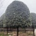 高杆桂花分枝点1.5m、1.8m，冠幅:3、3.5、4m