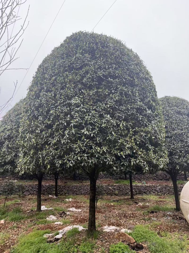 高杆桂花分枝点1.5m、1.8m，冠幅:3、3.5、4m