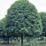 高杆桂花分枝点1.5m、1.8m，冠幅:3、3.5、4m