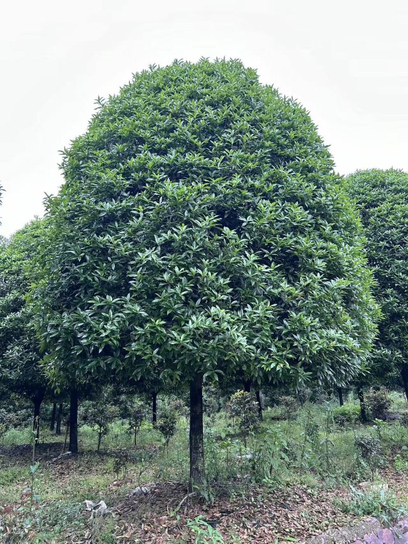高杆桂花分枝点1.5m、1.8m，冠幅:3、3.5、4m
