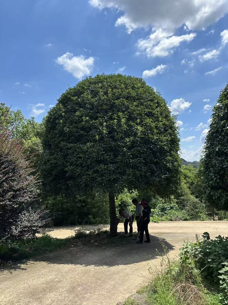 高杆桂花分枝点1.5m、1.8m，冠幅:3、3.5、4m