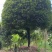 高杆桂花分枝点1.5m、1.8m，冠幅:3、3.5、4m