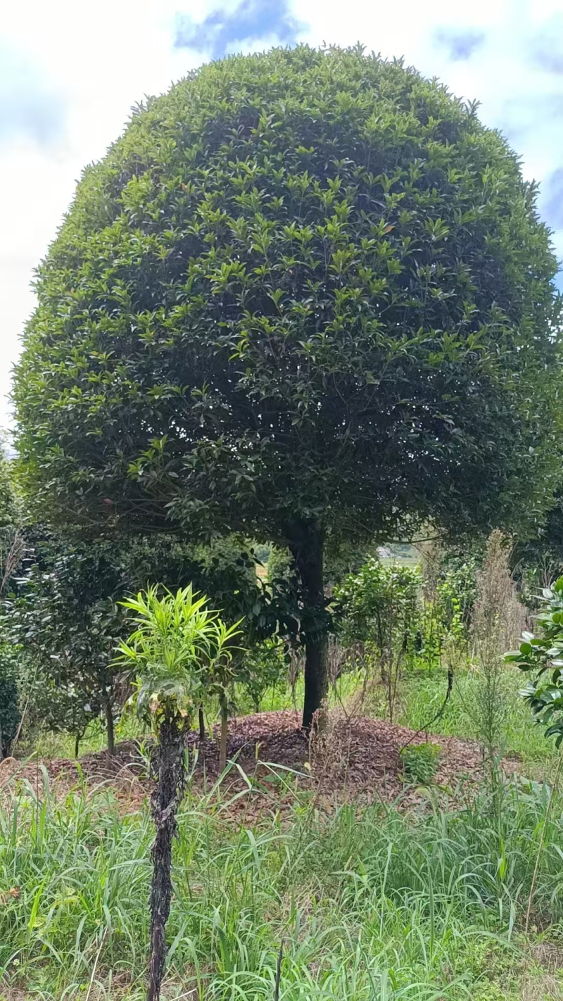高杆桂花分枝点1.5m、1.8m，冠幅:3、3.5、4m
