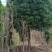 高杆桂花分枝点1.5m、1.8m，冠幅:3、3.5、4m