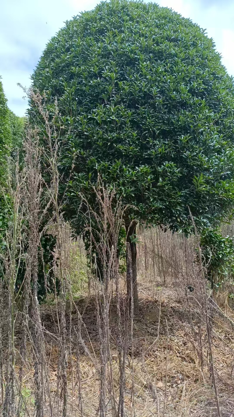 高杆桂花分枝点1.5m、1.8m，冠幅:3、3.5、4m