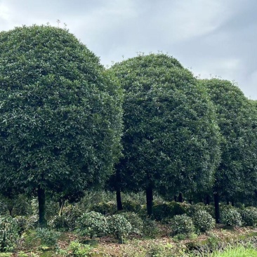 高杆桂花分枝点1.5m、1.8m，冠幅:3、3.5、4m