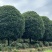 高杆桂花分枝点1.5m、1.8m，冠幅:3、3.5、4m