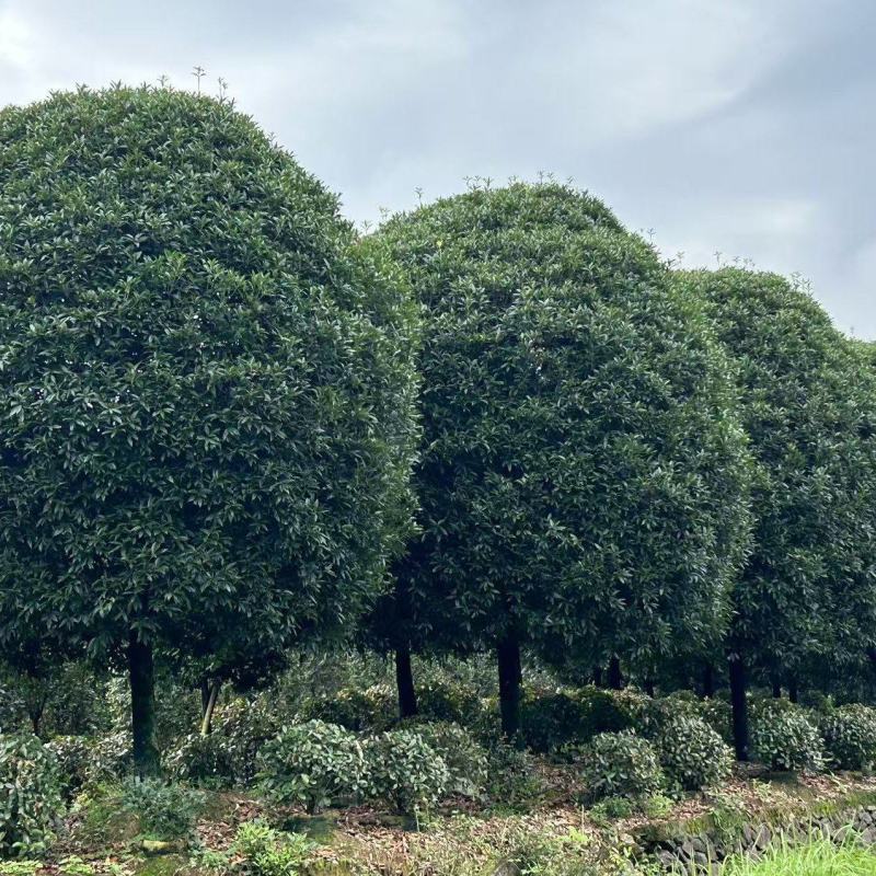高杆桂花分枝点1.5m、1.8m，冠幅:3、3.5、4m