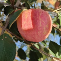出售岳阳红苹果