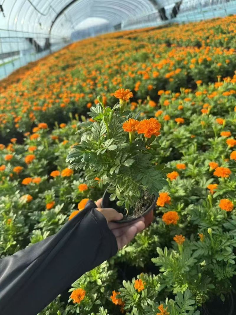 四季草花120杯的孔雀草，黄色、橙色，欢迎到一亩田订购。