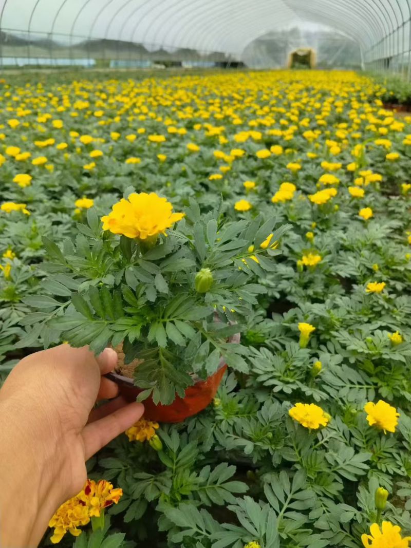 四季草花120杯的孔雀草，黄色、橙色，欢迎到一亩田订购。