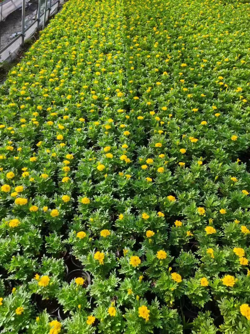 四季草花120杯的孔雀草，黄色、橙色，欢迎到一亩田订购。