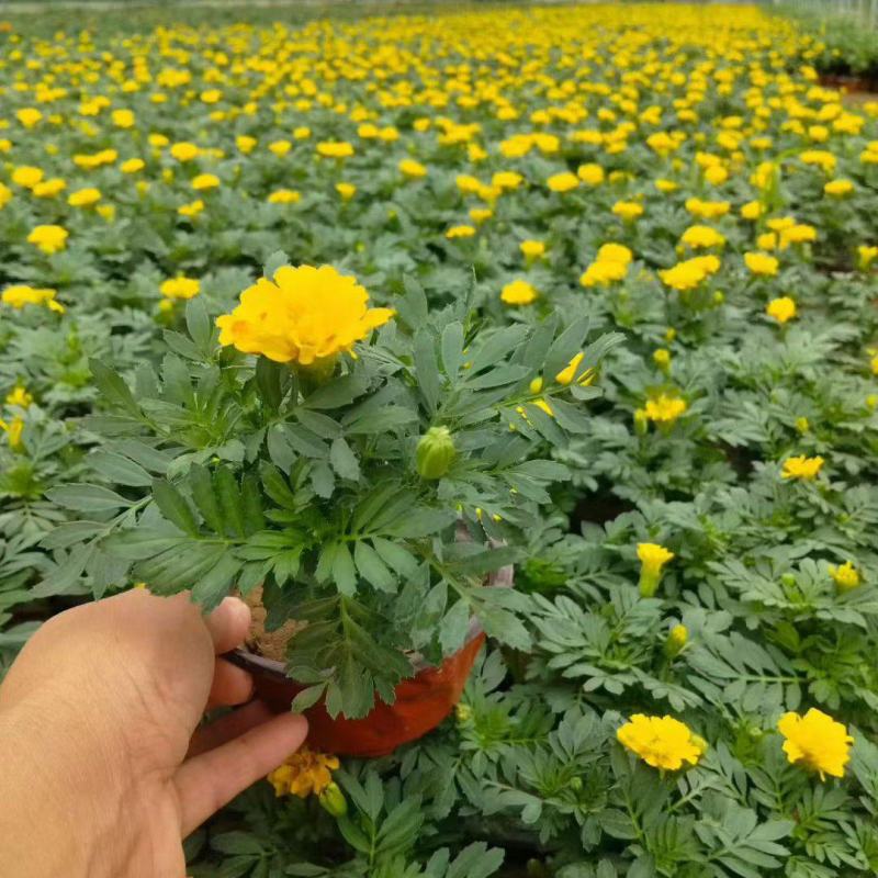 四季草花120杯的孔雀草，黄色、橙色，欢迎到一亩田订购。