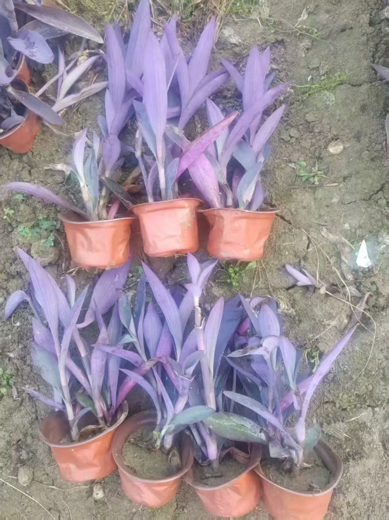 地被水生植物120杯鸭跖草、马阑、细叶芒欢迎订购。