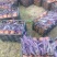 地被水生植物120杯鸭跖草、马阑、细叶芒欢迎订购。
