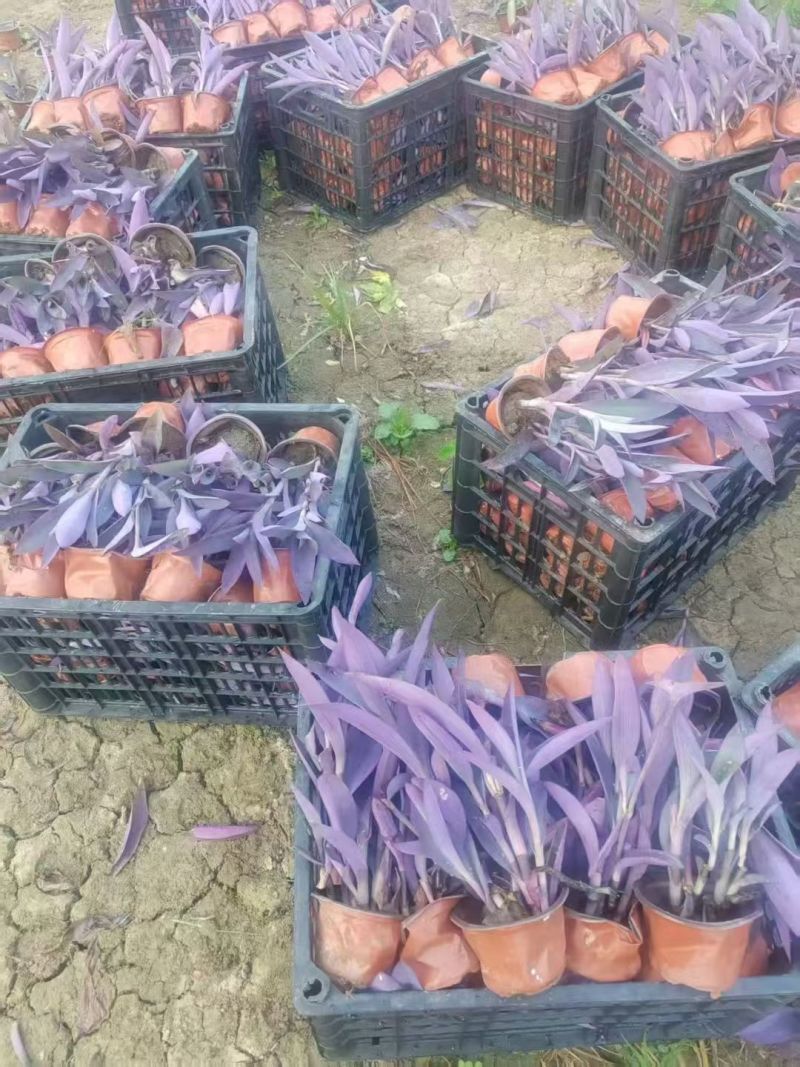 地被水生植物120杯鸭跖草、马阑、细叶芒欢迎订购。
