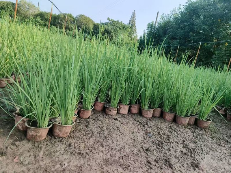 地被水生植物120杯鸭跖草、马阑、细叶芒欢迎订购。