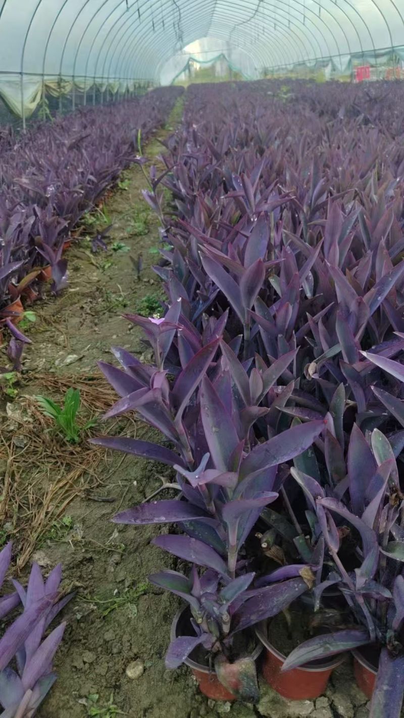 地被水生植物120杯鸭跖草、马阑、细叶芒欢迎订购。