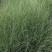 地被水生植物120杯鸭跖草、马阑、细叶芒欢迎订购。