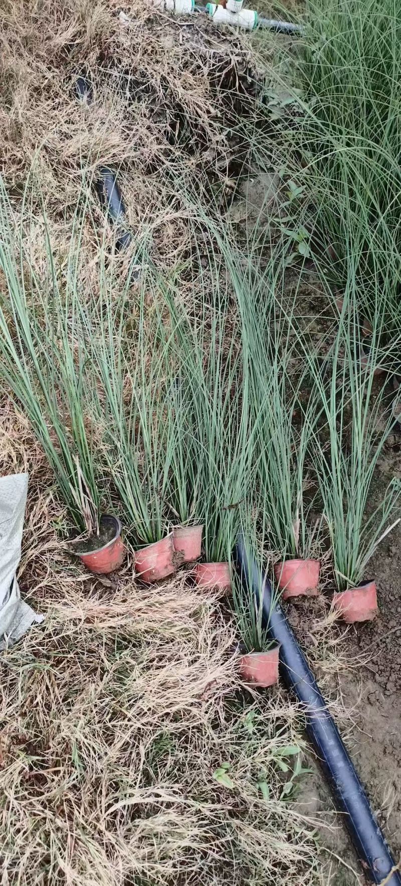 地被水生植物120杯鸭跖草、马阑、细叶芒欢迎订购。