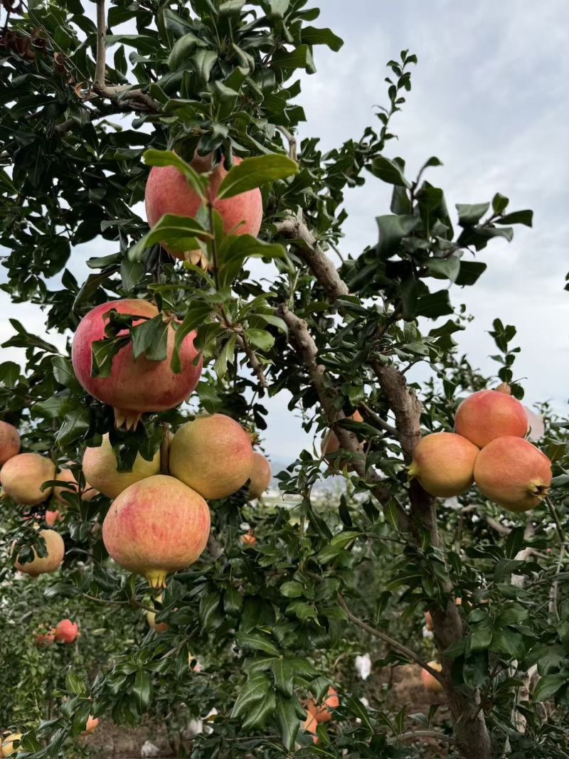 云南宾川突尼斯软籽石榴，货源充足可以按照客户的需求量发货