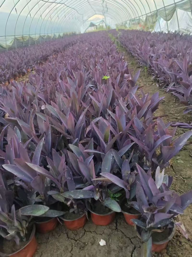 地被水生植物120杯鸭跖草、马阑、细叶芒欢迎订购。