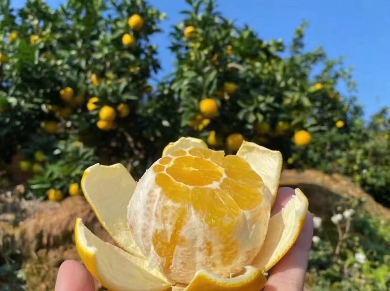 赣南脐橙大量现货供应，品质保证现摘现发，支持预定视频看货