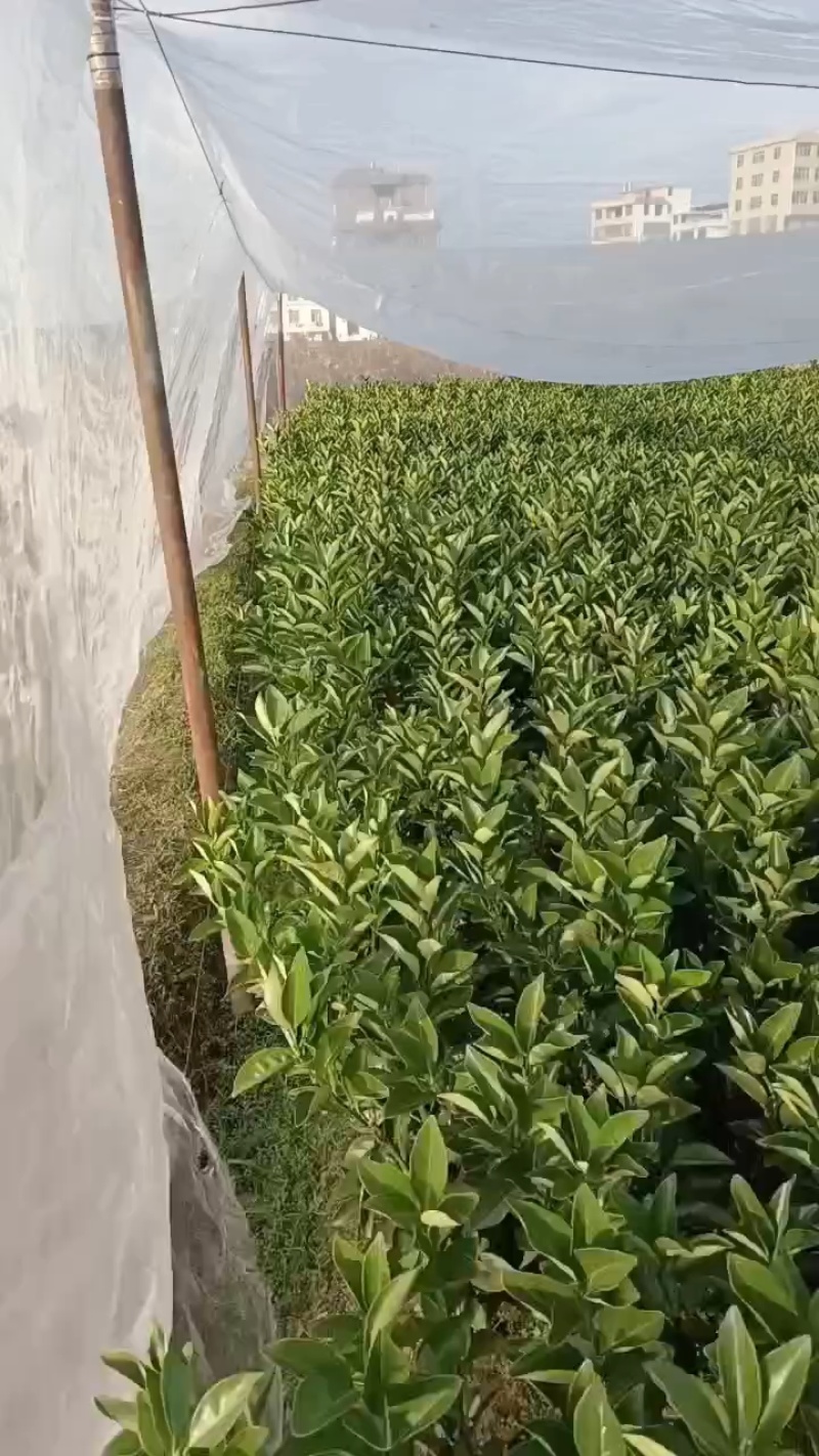 湖北脐橙苗万亩基地直发，规格齐全，品质保证，视频看货